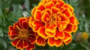 Workers Compensation Attorney Pekin IL